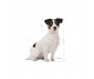 CROQUETTES CHIEN MINI ADULT 8+ 4KG - ROYAL CANIN