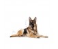 CROQUETTES CHIEN MAXI AGEING 8+ 15KG - ROYAL CANIN
