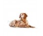 CROQUETTES CHIEN MEDIUM AGEING 10+ 15KG - ROYAL CANIN