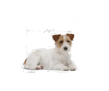 CROQUETTES CHIEN MINI AGEING 12+  3,5KG - ROYAL CANIN