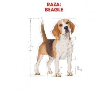 CROQUETTES CHIEN BEAGLE ADULT 12KG - ROYAL CANIN