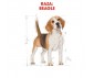 CROQUETTES CHIEN BEAGLE ADULT 12KG - ROYAL CANIN
