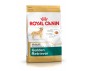 CROQUETTES CHIEN GOLDEN RETRIEVER ADULT 12KG - ROYAL CANIN