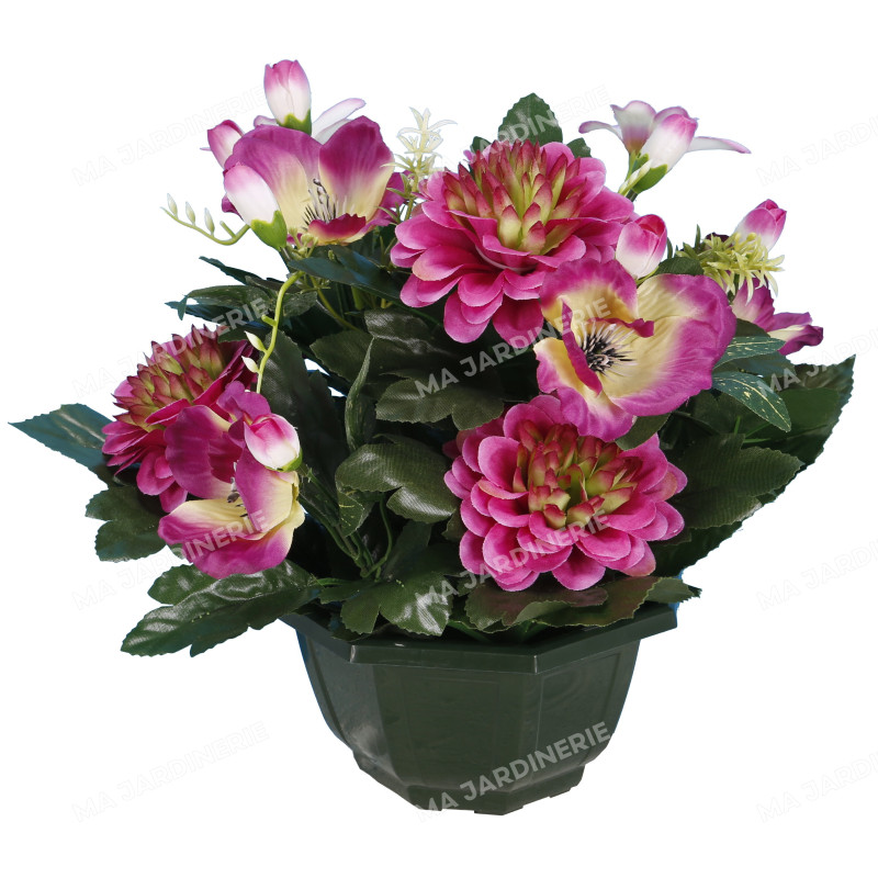 Coupe zinnia anémone