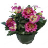 Coupe zinnia anémone