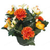 Coupe zinnia anémone
