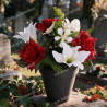 Pot rose lys