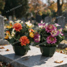 Coupe zinnia anémone