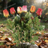 ROSE GOUTTE ARTIFICIEL