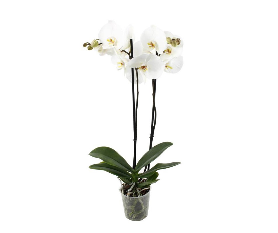 Orchidée phalaenopsis à 3 tiges, pot de 5 po, couleurs assorties PHA5W2