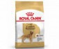CROQUETTES GOLDEN ADULT 12KG ROYAL CANIN