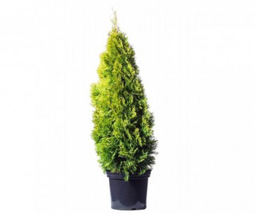 THUJA OCCIDENTALIS GOLDEN SMARAGD POT DE 7