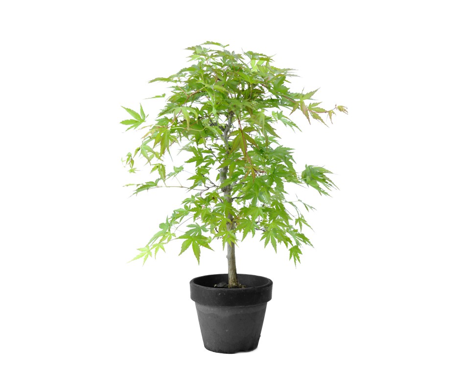 Acer Palmatum Pot De 35l H4050cm