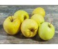POMMES GOLDEN SAC DE 5KG