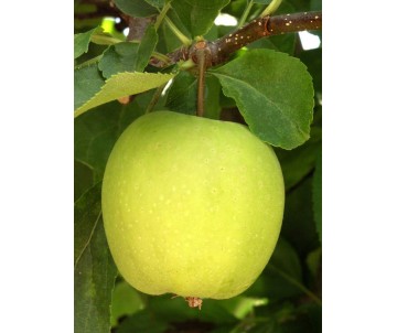 POMMES GOLDEN SAC DE 5KG