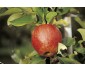 POMMES PINOVA SAC DE 5KG