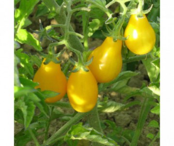 TOMATE POIRE YELLOW PEAR JAUNE