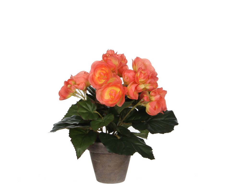BEGONIA SAUMON POT GRIS -H25CM