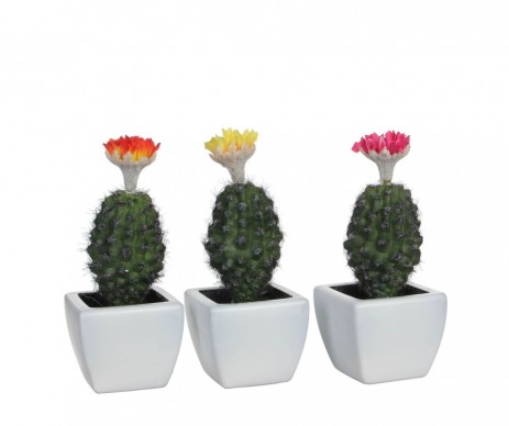 CACTUS /POT3 ASS-L7XB7XH18
