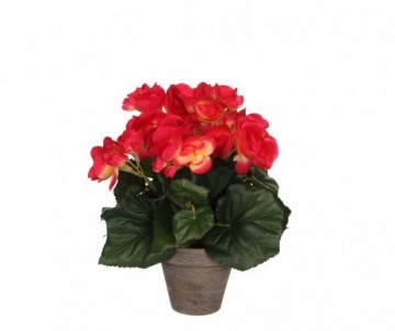 BEGONIA ROSE POT GRIS -H25CM