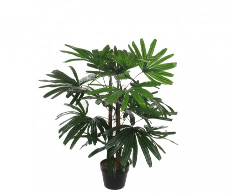 POT RHAPIS VERT - H90XD80CM