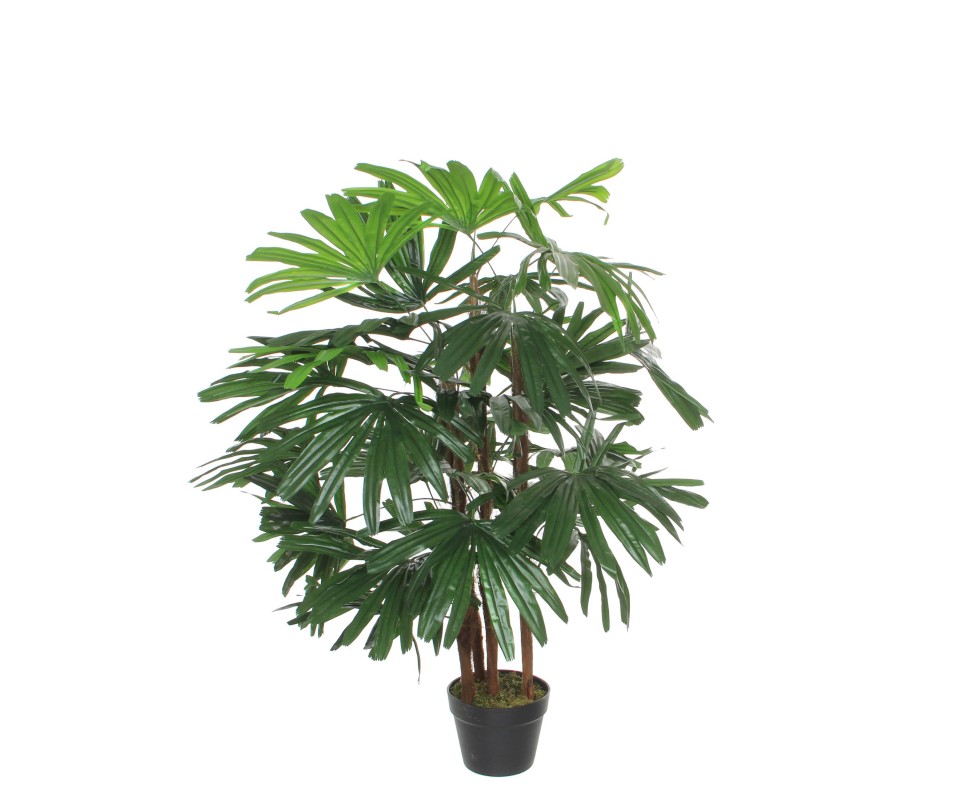 POT RHAPIS VERT -H120XD80CM