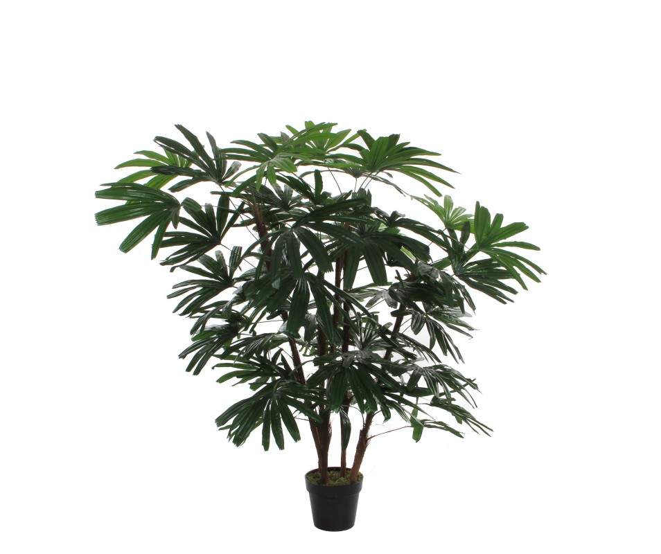 POT RHAPIS VERT -H150XD80CM