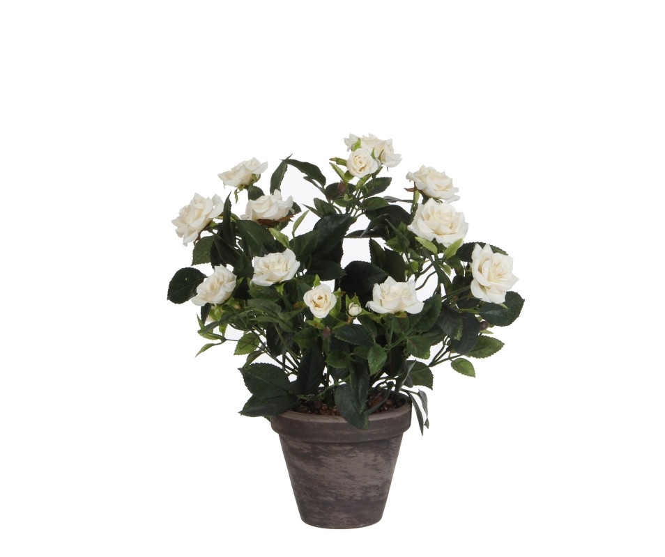 ROSIER BLC  POT GRIS D11