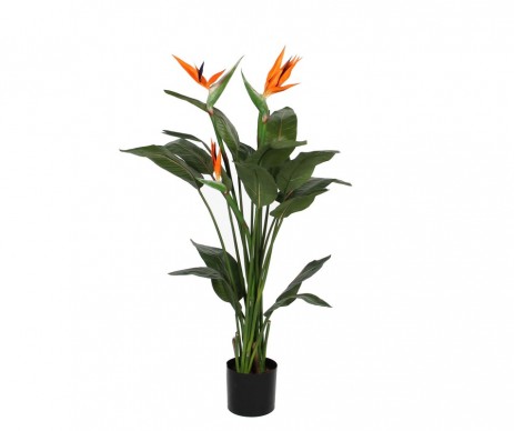 STRELITZIA H115 VERT ORANGE