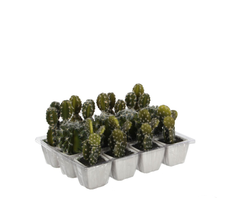 CACTUS /POT VERT 3ASS H14CM