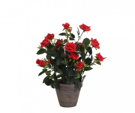 ROSIER RGE POT GRIS D11