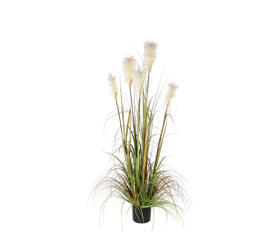 HERBE PANACHE VERT H150CM