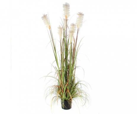 HERBE PANACHE VERT H180CM