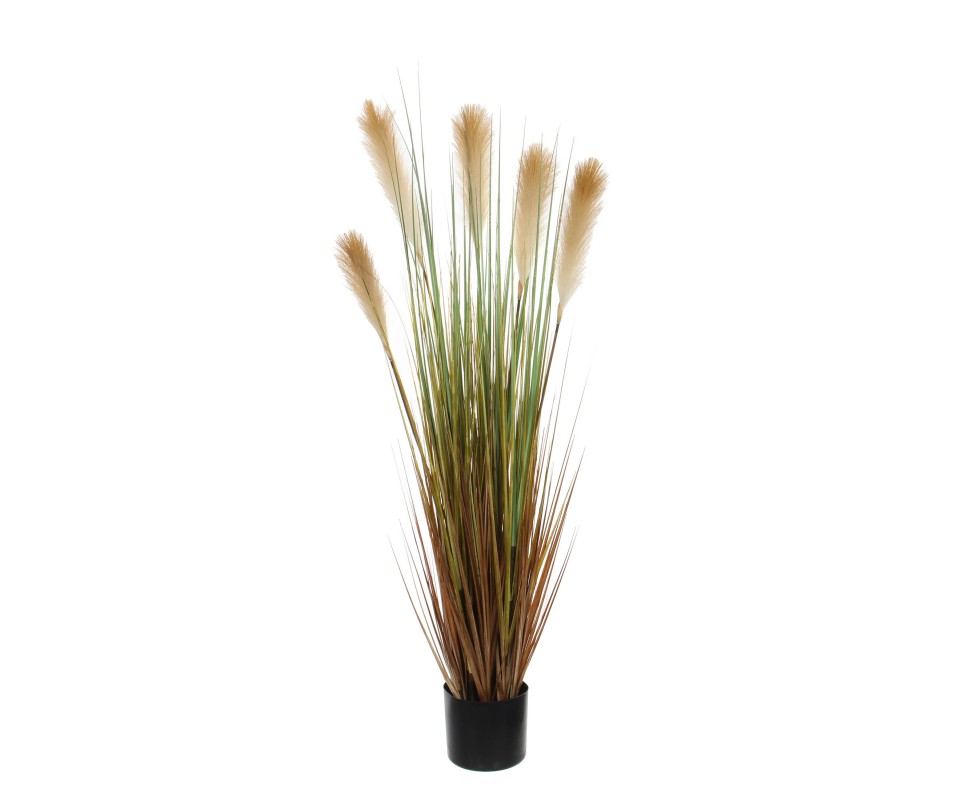 FOXTAIL /POT MARRON D15CM
