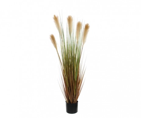 FOXTAIL /POT MARRON D15CM