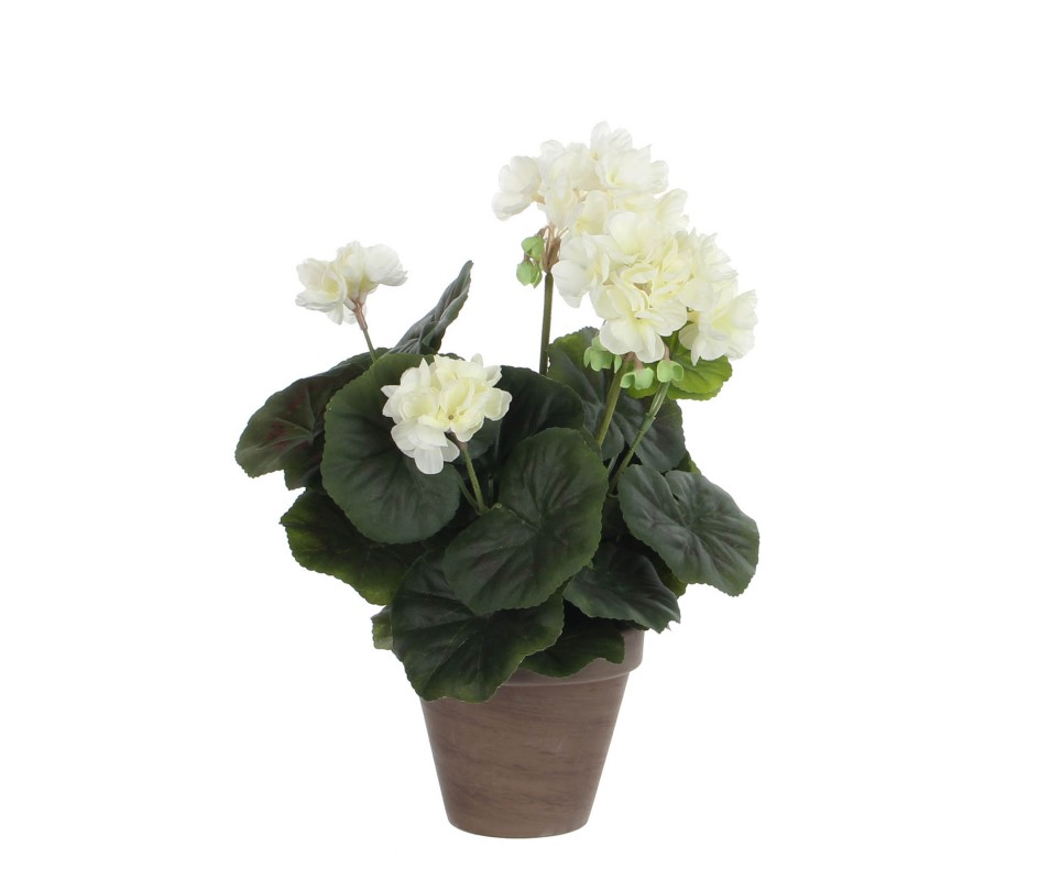 GERANIUM CREME  H34XD20CM