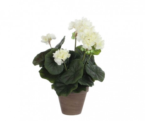 GERANIUM CREME  H34XD20CM