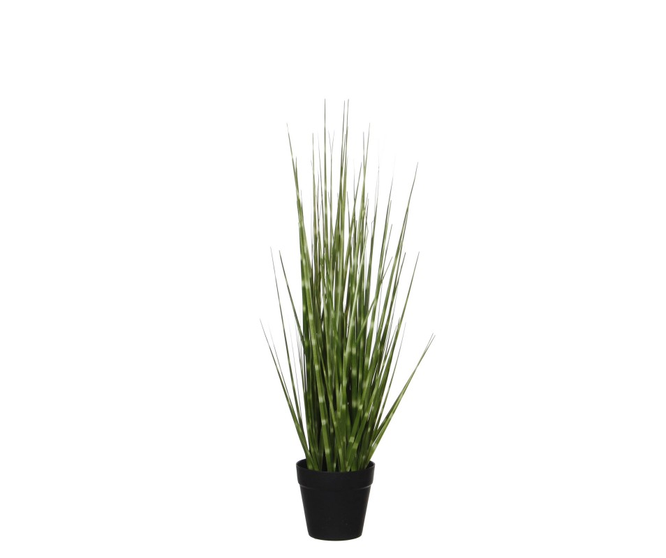 HERBE D'OIGNON H53XD10CM