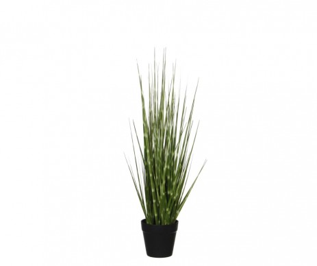 HERBE D'OIGNON H53XD10CM