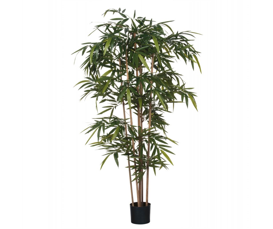 BAMBOU VERT - H180XD75CM