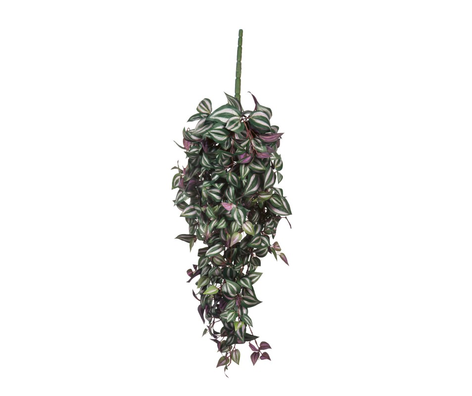 TRADESCANTIA CHUTE VERT