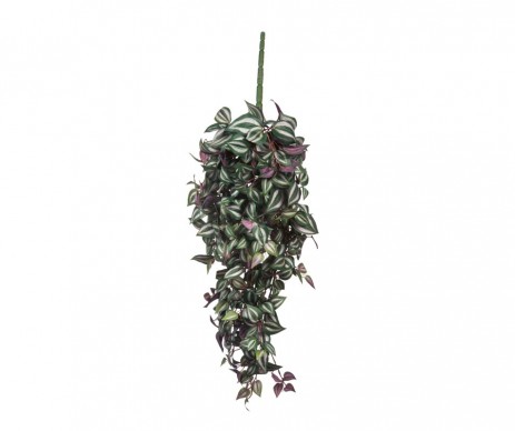 TRADESCANTIA CHUTE VERT