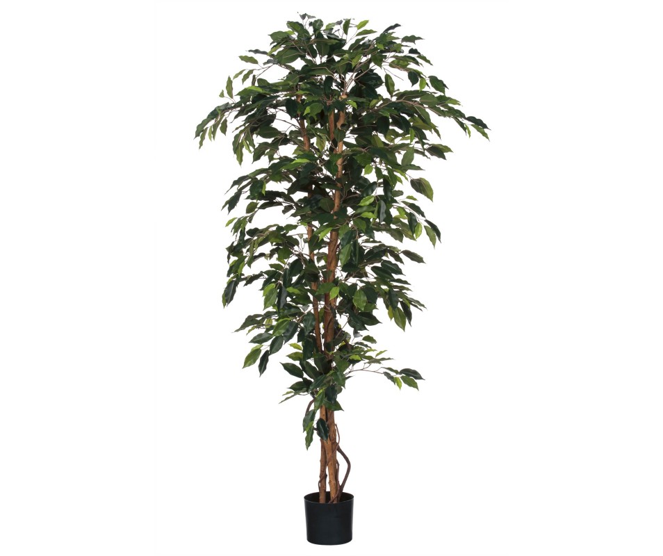 FICUS VERT -H180XD100CM