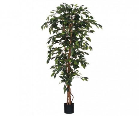 FICUS VERT -H180XD100CM
