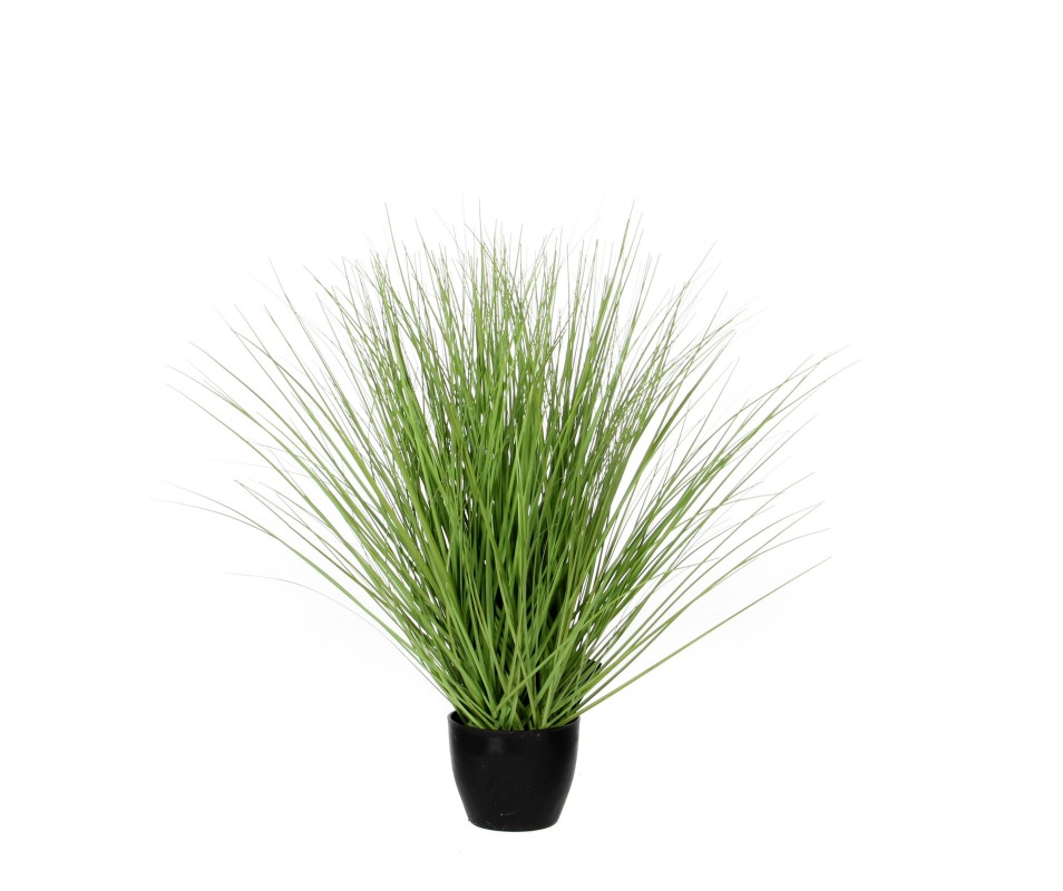 GRAS VERT /POT H50CM