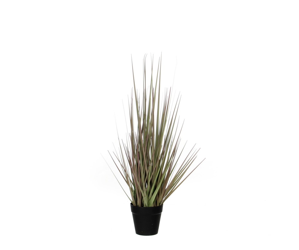 GRAS VIOLET   H53CM