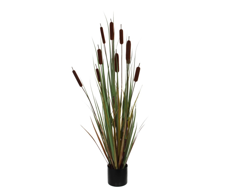 TYPHA - H120XD15CM
