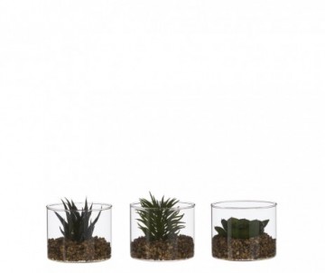 SUCCULENTE VERT H8XD10CM