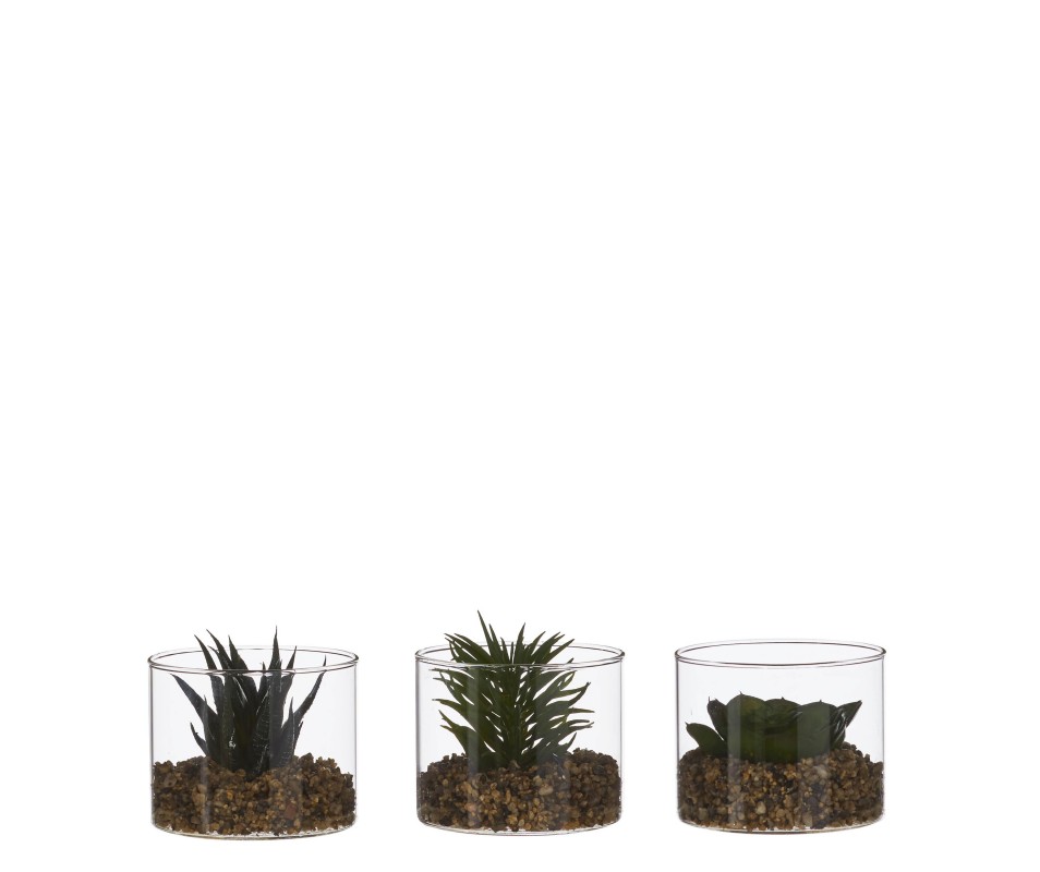 SUCCULENTE VERT H8XD10CM