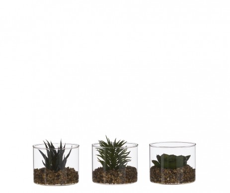 SUCCULENTE VERT H8XD10CM